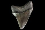 Serrated, Juvenile Megalodon Tooth - Georgia #142341-1